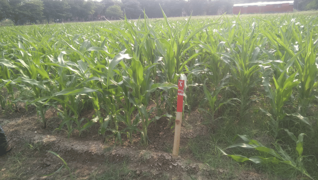 AIDA Seeks Higher Maize and Rice Ethanol Prices, Flexibility for Sugarcane Feedstocks