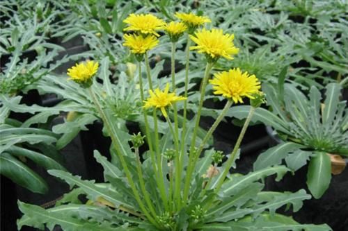 Sumitomo Rubber begins research into Russian dandelions as new source of natural rubber