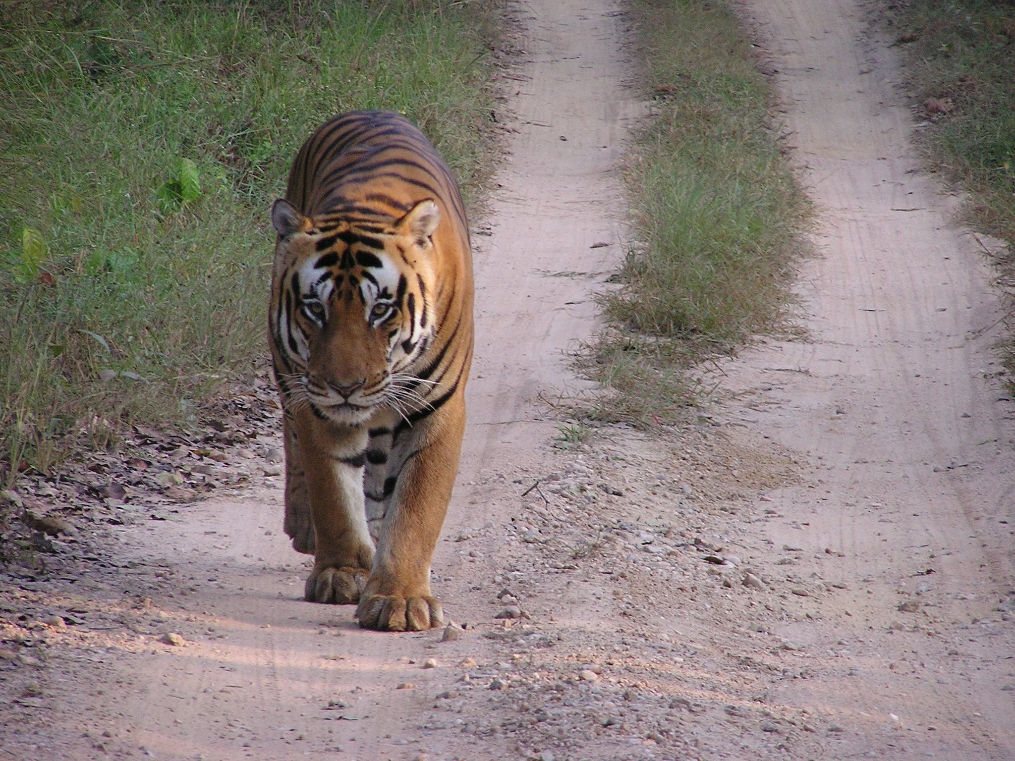 76019lrover-lr-freelander-saving-india-s-tigers-02